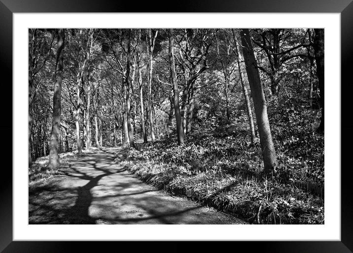 Hutcliffe Woodland Walk Framed Mounted Print by Darren Galpin