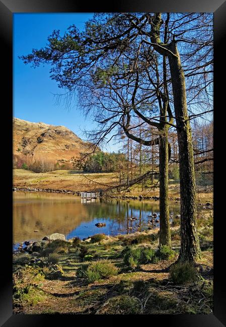 Blea Tarn Lake District Cumbria  Framed Print by Darren Galpin