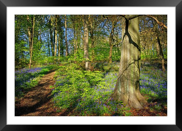Woolley Wood Bluebells, Sheffield, South Yorkshire Framed Mounted Print by Darren Galpin