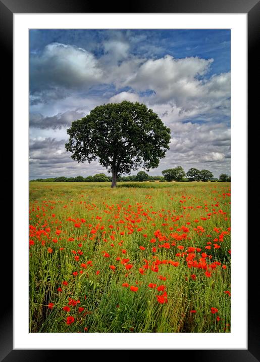 Notton Poppy Field and Tree Framed Mounted Print by Darren Galpin