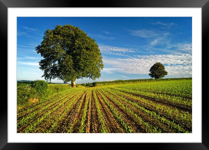 Somerset Countryside near Chard Framed Mounted Print by Darren Galpin