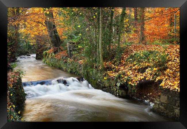 Porter Brook Falls, Endcliffe Park, Sheffield   Framed Print by Darren Galpin