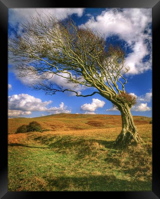 Hawthorn Tree on Dartmoor  Framed Print by Darren Galpin