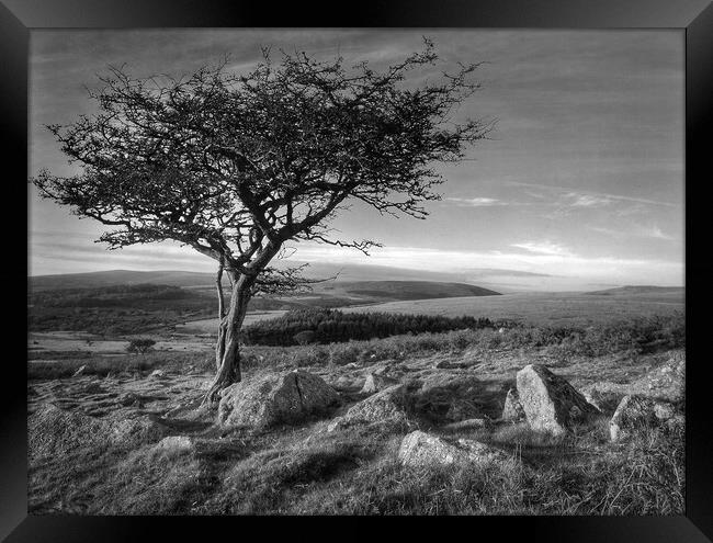 Two Moors Way Dartmoor  Framed Print by Darren Galpin