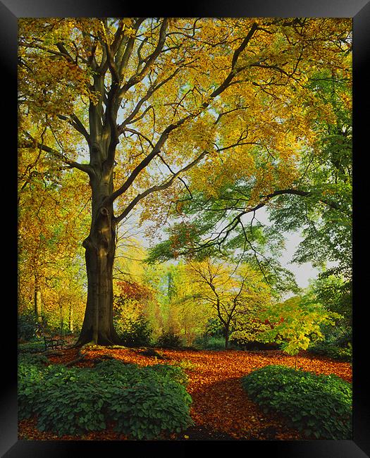Autumn Colours Sheffield Botanical Gardens Framed Print by Darren Galpin