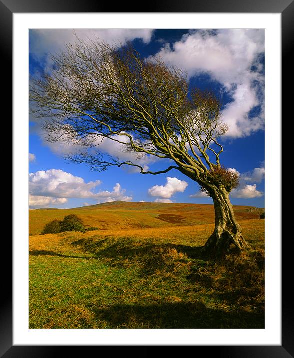 Hawthorn Tree,Prewley Moor Framed Mounted Print by Darren Galpin
