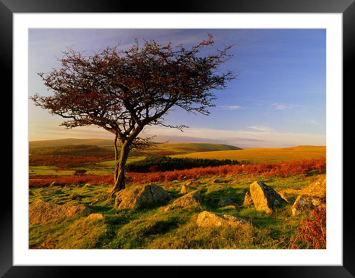Hawthorn Tree,Two Moors Way Framed Mounted Print by Darren Galpin
