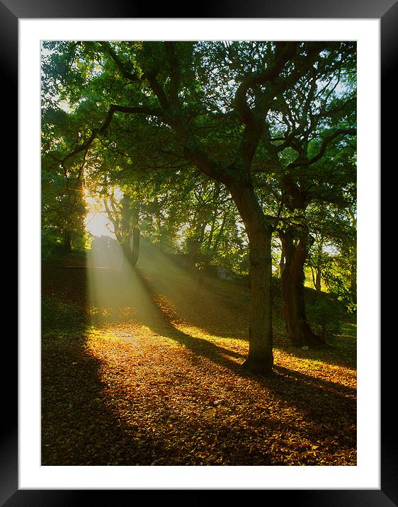 Light Rays in the Park Framed Mounted Print by Darren Galpin