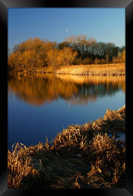 Denaby Ings Nature Reserve Framed Print by Darren Galpin