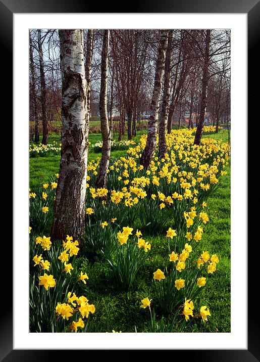 Daffodils in Mitchell Gardens, Chard, Somerset Framed Mounted Print by Darren Galpin