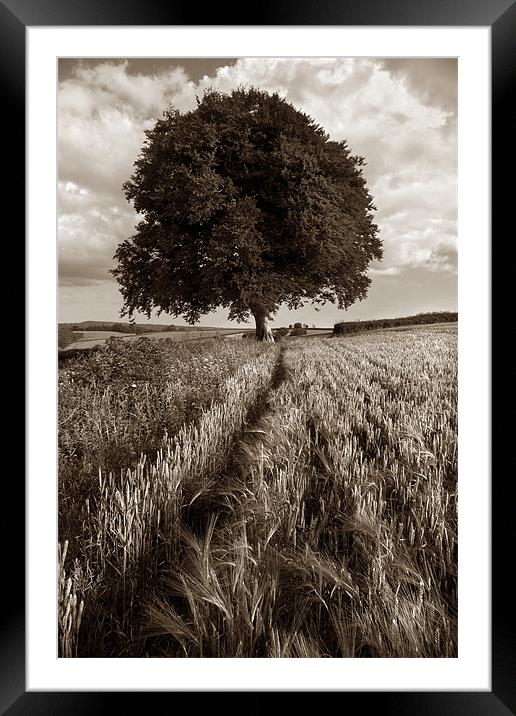 Barley Field & The Sentinel,Somerset Framed Mounted Print by Darren Galpin