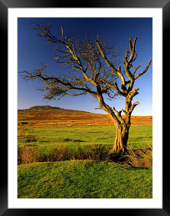 Dartmoor Lone Tree Framed Mounted Print by Darren Galpin