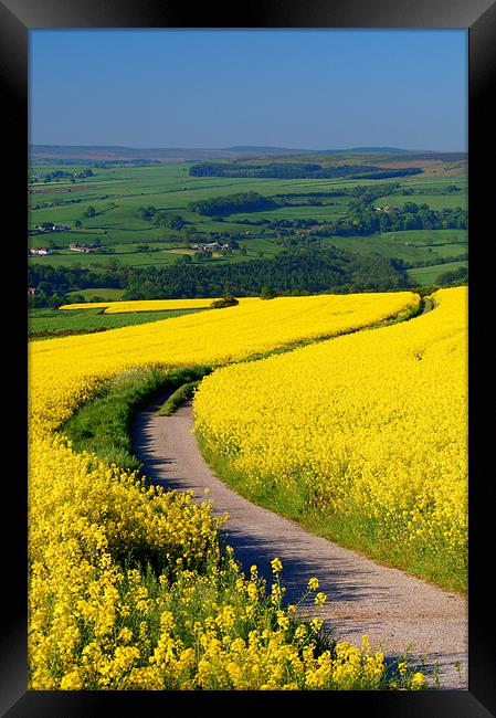 Rapeseed field near Damflask Reservoir Framed Print by Darren Galpin