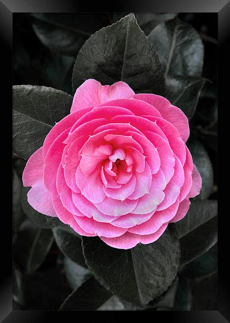 Camellia x williamsii E.G. Waterhouse Framed Print by Darren Galpin