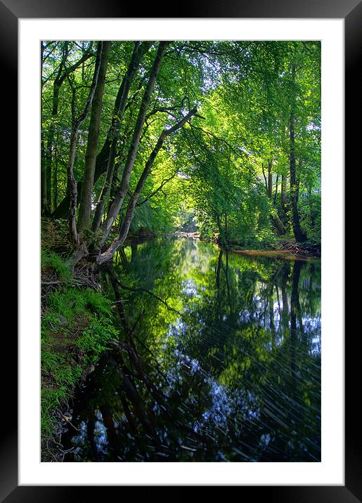 Beeley Wood & River Don in Sheffield Framed Mounted Print by Darren Galpin