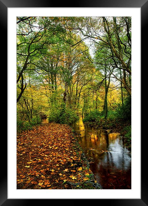 Autumn Gold Framed Mounted Print by Darren Galpin