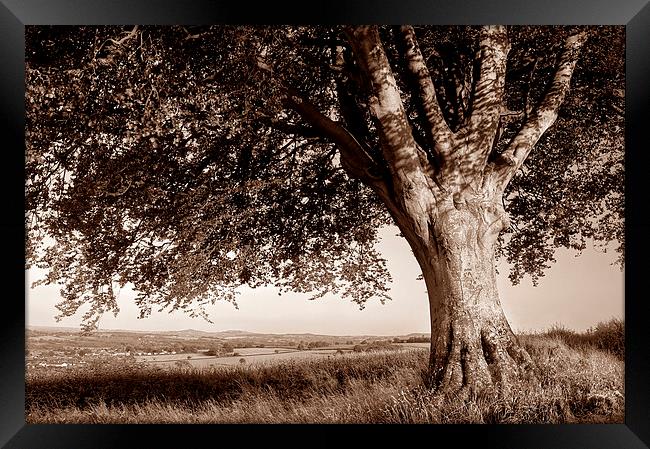 Beech Tree in Sepia Framed Print by Darren Galpin