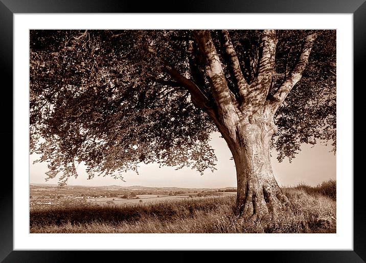 Beech Tree in Sepia Framed Mounted Print by Darren Galpin