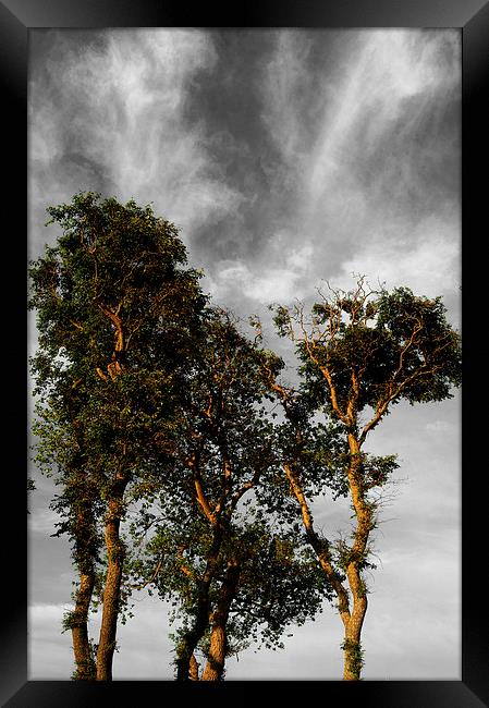 Scots Pine Trees Framed Print by Darren Galpin