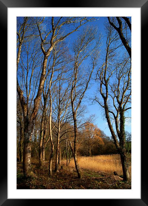 Chard Reservoir Nature Reserve Framed Mounted Print by Darren Galpin