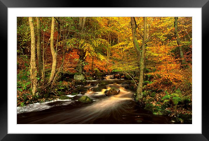 Autumn Glory in Padley Gorge Framed Mounted Print by Darren Galpin