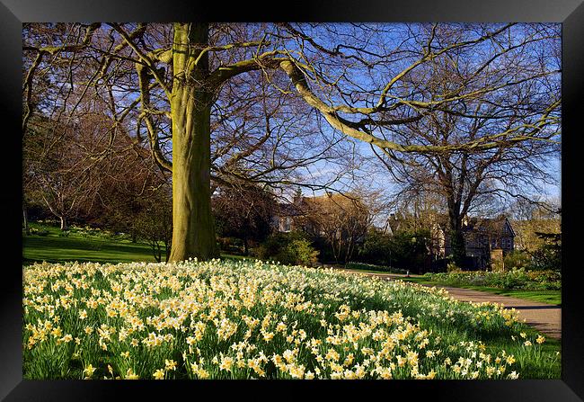 Sheffield Botanical Gardens in Spring Framed Print by Darren Galpin