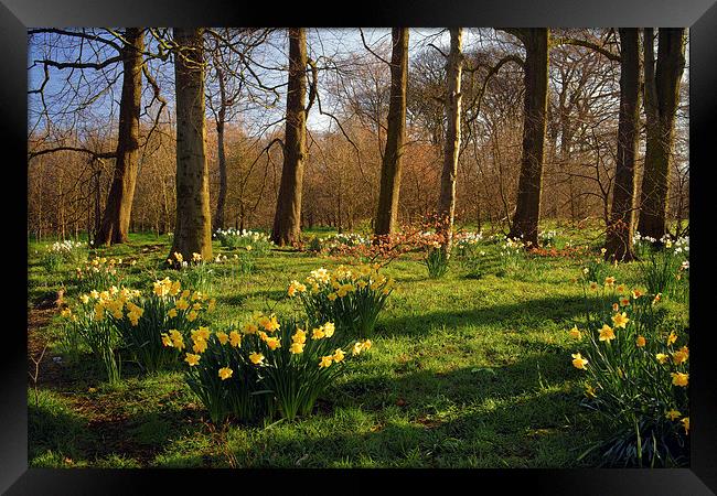 Graves Park Daffodils, Sheffield Framed Print by Darren Galpin