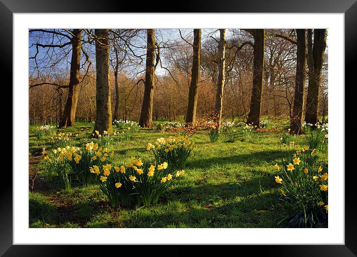 Graves Park Daffodils, Sheffield Framed Mounted Print by Darren Galpin