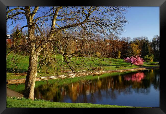 Crookes Valley Park in Spring Framed Print by Darren Galpin