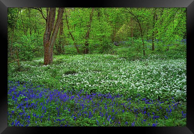 Woolley Wood Bluebells & Wild Garlic Framed Print by Darren Galpin