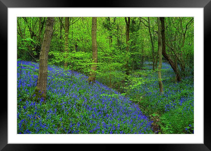 Woolley Wood Bluebells 2 Framed Mounted Print by Darren Galpin