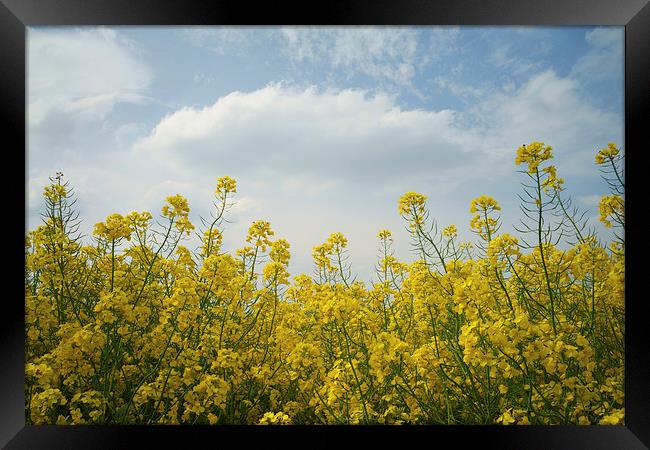 Rapeseed field,South Yorkshire Framed Print by Darren Galpin