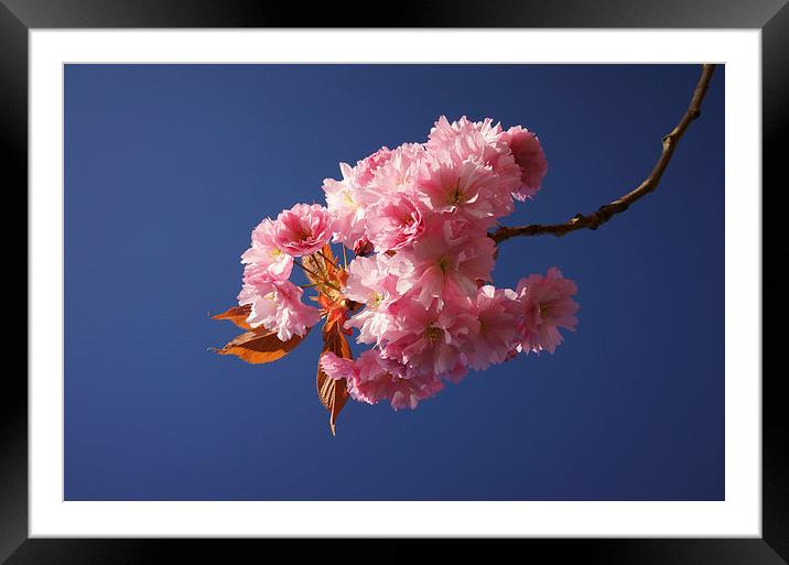 Cherry Blossom Framed Mounted Print by Darren Galpin