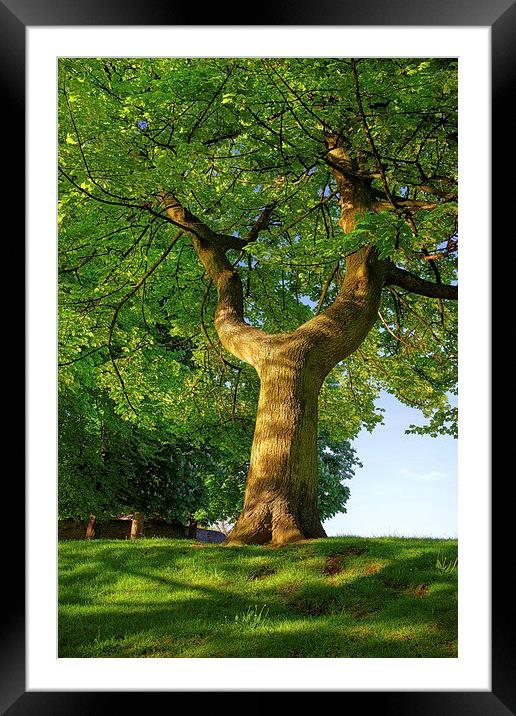 Y Shaped Tree, Hillsborough Park,Sheffield Framed Mounted Print by Darren Galpin