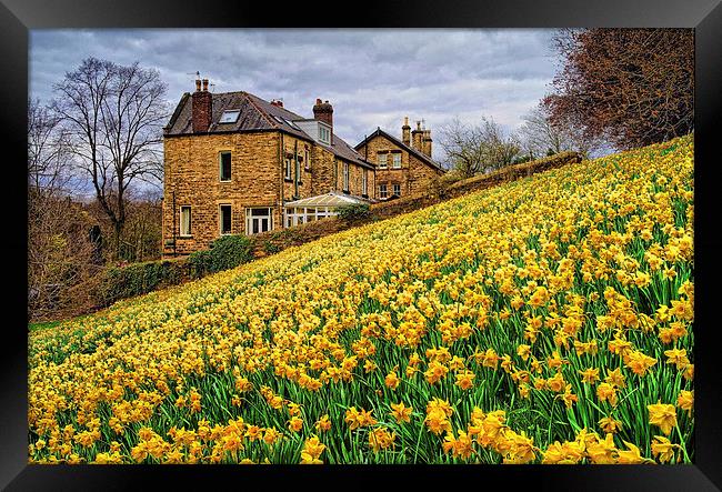 Field of Daffodils Framed Print by Darren Galpin