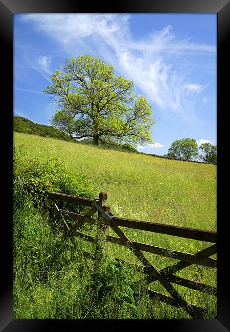 Gateway to the Meadow Framed Print by Darren Galpin