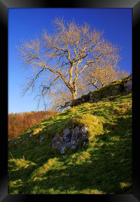 Lone Tree Above Cave Dale  Framed Print by Darren Galpin