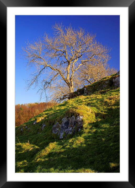 Lone Tree Above Cave Dale  Framed Mounted Print by Darren Galpin
