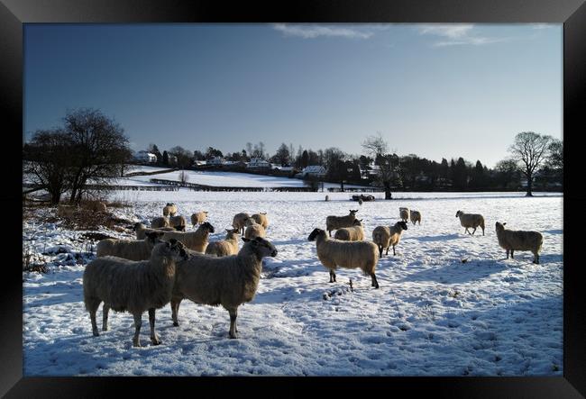 Winter gathering at Bamford Framed Print by Darren Galpin