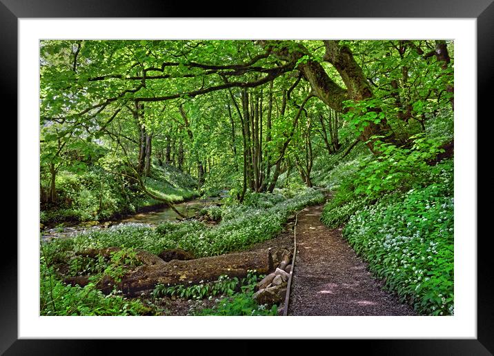 Woodland Walk at Janets Foss                       Framed Mounted Print by Darren Galpin