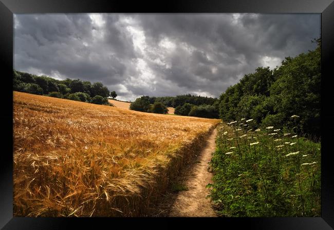 Barley Fields and Footpath, Eckington              Framed Print by Darren Galpin