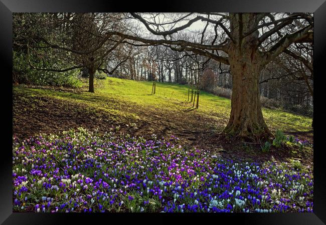 Springtime in Endcliffe Park                       Framed Print by Darren Galpin