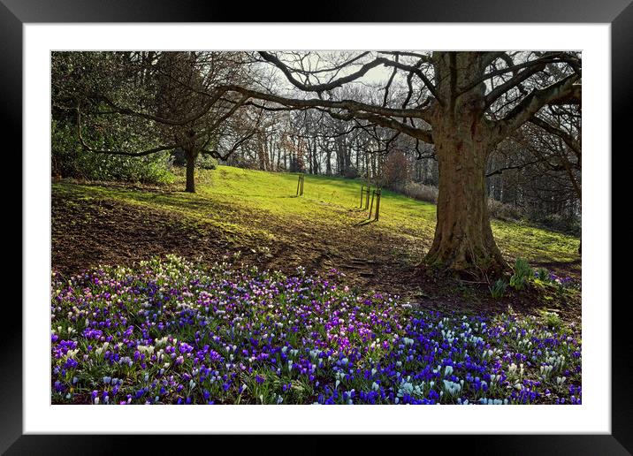 Springtime in Endcliffe Park                       Framed Mounted Print by Darren Galpin