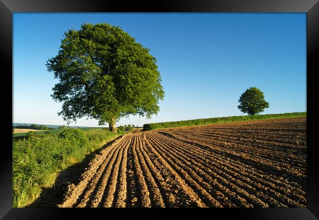 Plough Lines,Chard,Somerset                       Framed Print by Darren Galpin