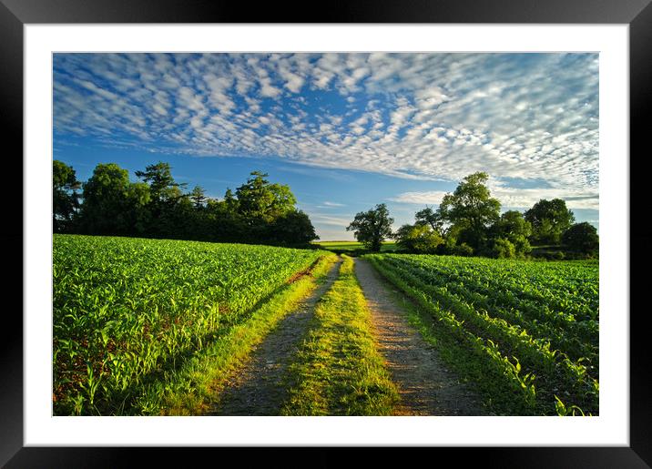 Chard Countryside                      Framed Mounted Print by Darren Galpin