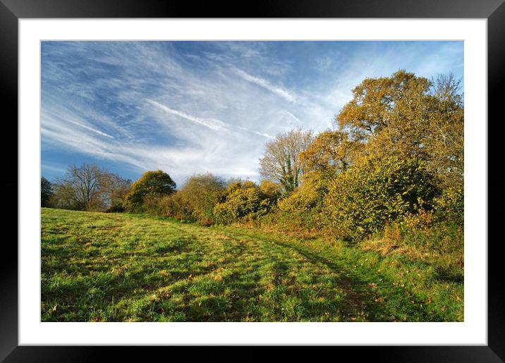 Bincombe Beeches in Autumn                        Framed Mounted Print by Darren Galpin