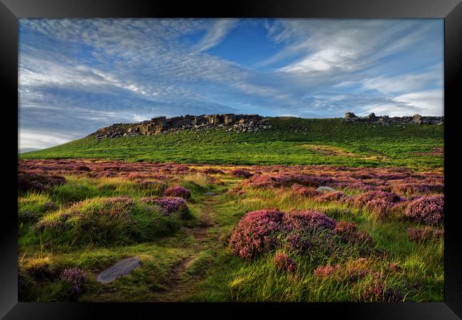 Higger Tor Heather Framed Print by Darren Galpin