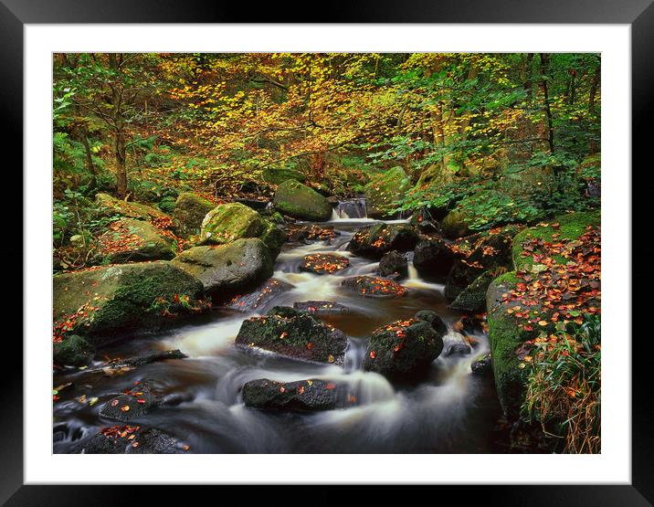 Autumn in Padley Gorge Framed Mounted Print by Darren Galpin