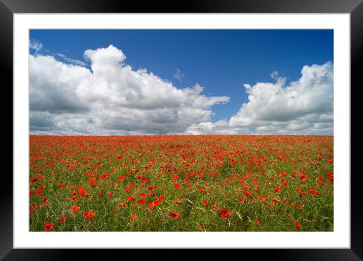 Poppies and Clouds                       Framed Mounted Print by Darren Galpin