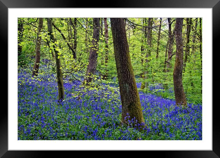 Bluebell Wood                       Framed Mounted Print by Darren Galpin